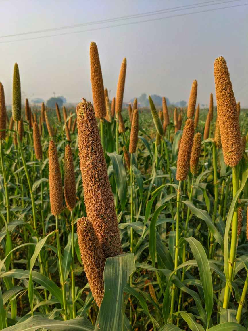 Exploring Millets: A Guide to Nutrient-Rich Grains for a Healthy&nbsp;Heart